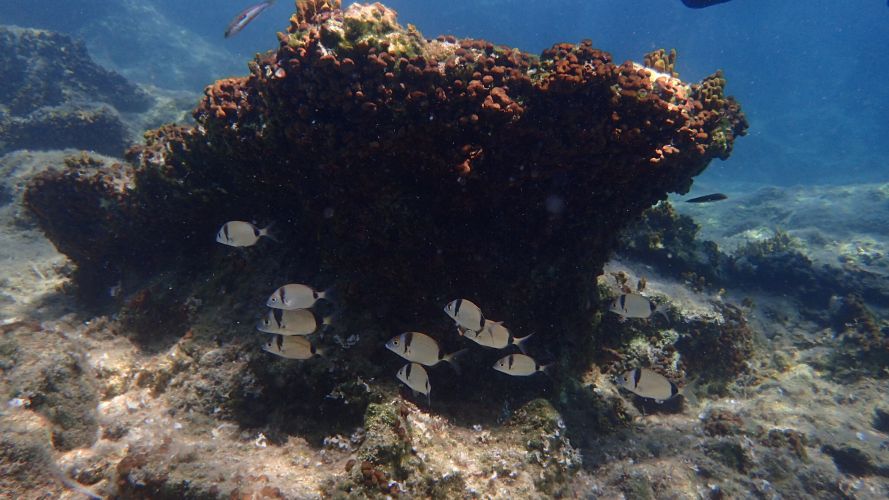 IMG_1516Ionian Diving